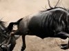 Keňa - Příroda východní Afriky (Shutterstock)